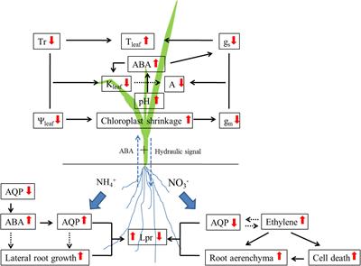 Is Nitrogen a Key Determinant of Water Transport and Photosynthesis in Higher Plants Upon Drought Stress?